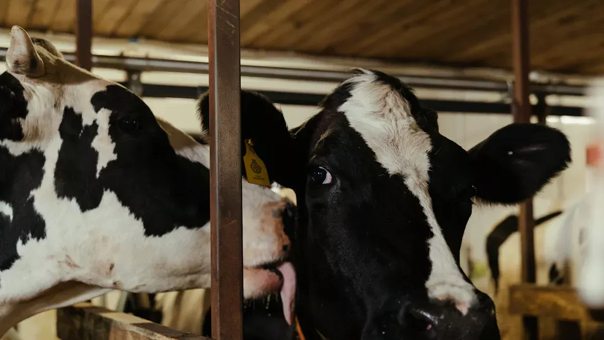 ما هي المراحل الثلاث لإنتاج الحليب؟